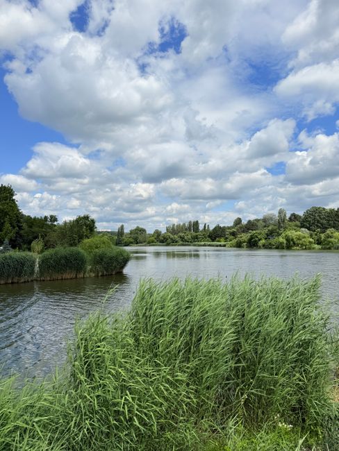 A wide view of the Walthamstow Wetlands featuring a calm river flowing through lush green vegetation on both banks, with tall grasses and reeds in the foreground. In the distance, there are scattered 